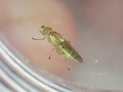 Meromyza