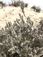 Crucianella maritima