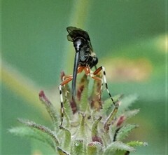 Ichneumonoidea