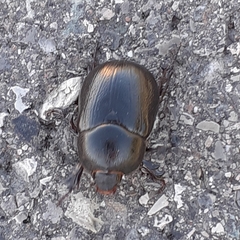 Pentodon bidens punctatus