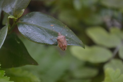 Supputius cincticeps