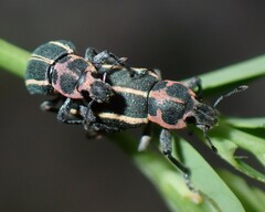 Eudiagogus maryae
