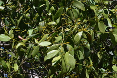 Phoradendron bathyoryctum