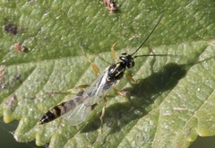 Cremastinae