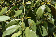 Phoradendron bathyoryctum