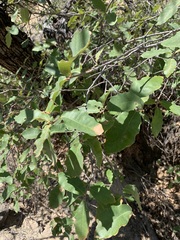 Quercus vaseyana