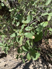 Quercus vaseyana