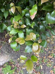 Syzygium smithii