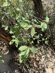 Quercus vaseyana