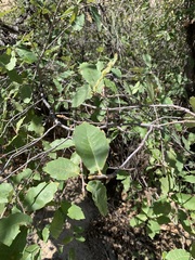 Quercus vaseyana