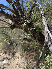 Quercus vaseyana