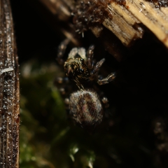 Euophryini