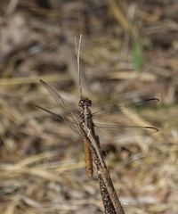 Orthemis ferruginea