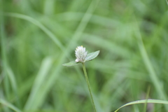Gomphrena serrata