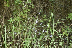Verbena xutha