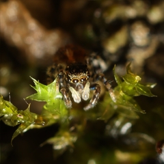 Euophryini
