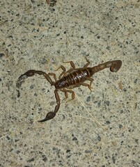 Thorellius intrepidus