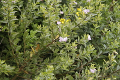 Podalyria calyptrata