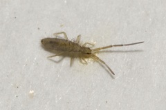 Entomobrya