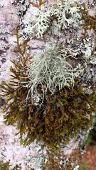 Usnea