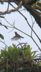 Mionectes oleagineus