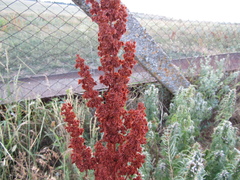 Rumex patientia orientalis