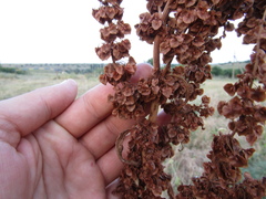 Rumex patientia orientalis