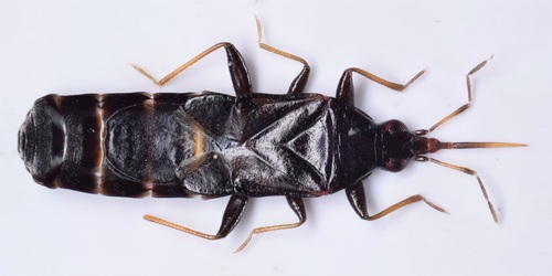 Representative image of Dufouriellus