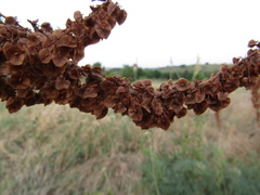 Rumex patientia orientalis