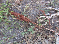 Rumex patientia orientalis