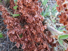Rumex patientia orientalis
