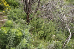 Anisodontea scabrosa