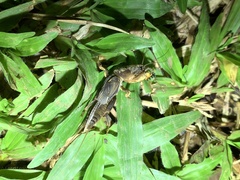 Neocurtilla hexadactyla