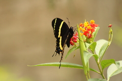Papilio garamas garamas