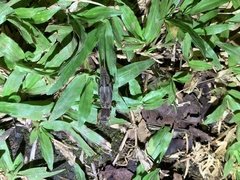 Neocurtilla hexadactyla