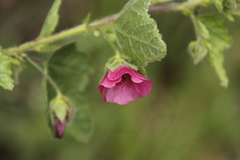 Anisodontea scabrosa