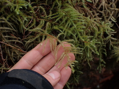 Rhytidiadelphus loreus