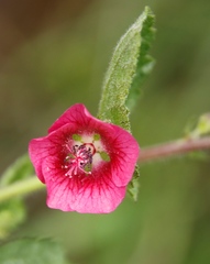 Anisodontea scabrosa