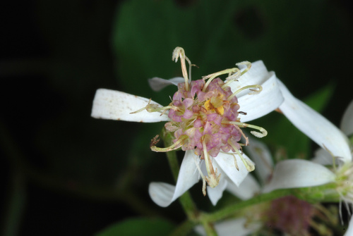 Eurybia divaricata