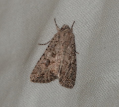 Anarta trifolii
