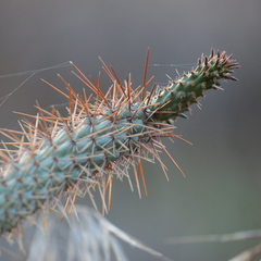 Cylindropuntia