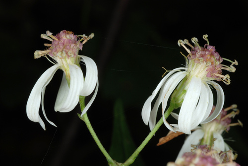 Eurybia divaricata
