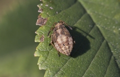 Stictopleurus