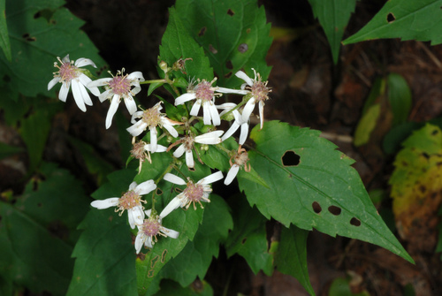 Eurybia divaricata