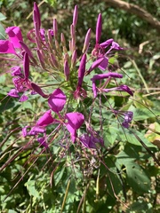 Cleome houtteana