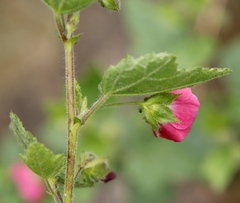 Anisodontea scabrosa