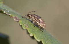 Stictopleurus