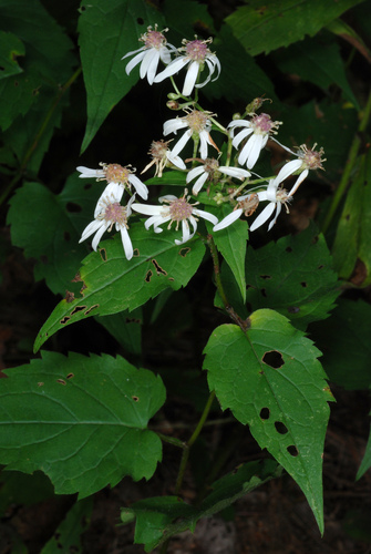 Eurybia divaricata