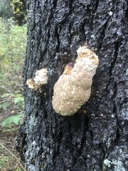 Fomitopsis schrenkii