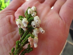 Erica glomiflora